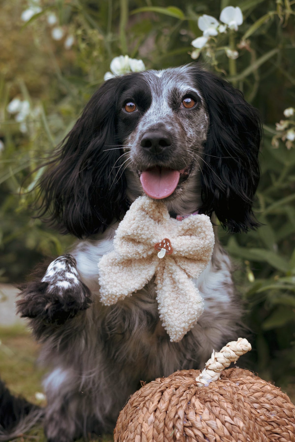 Woodland Barley Teddy Sailor Bow