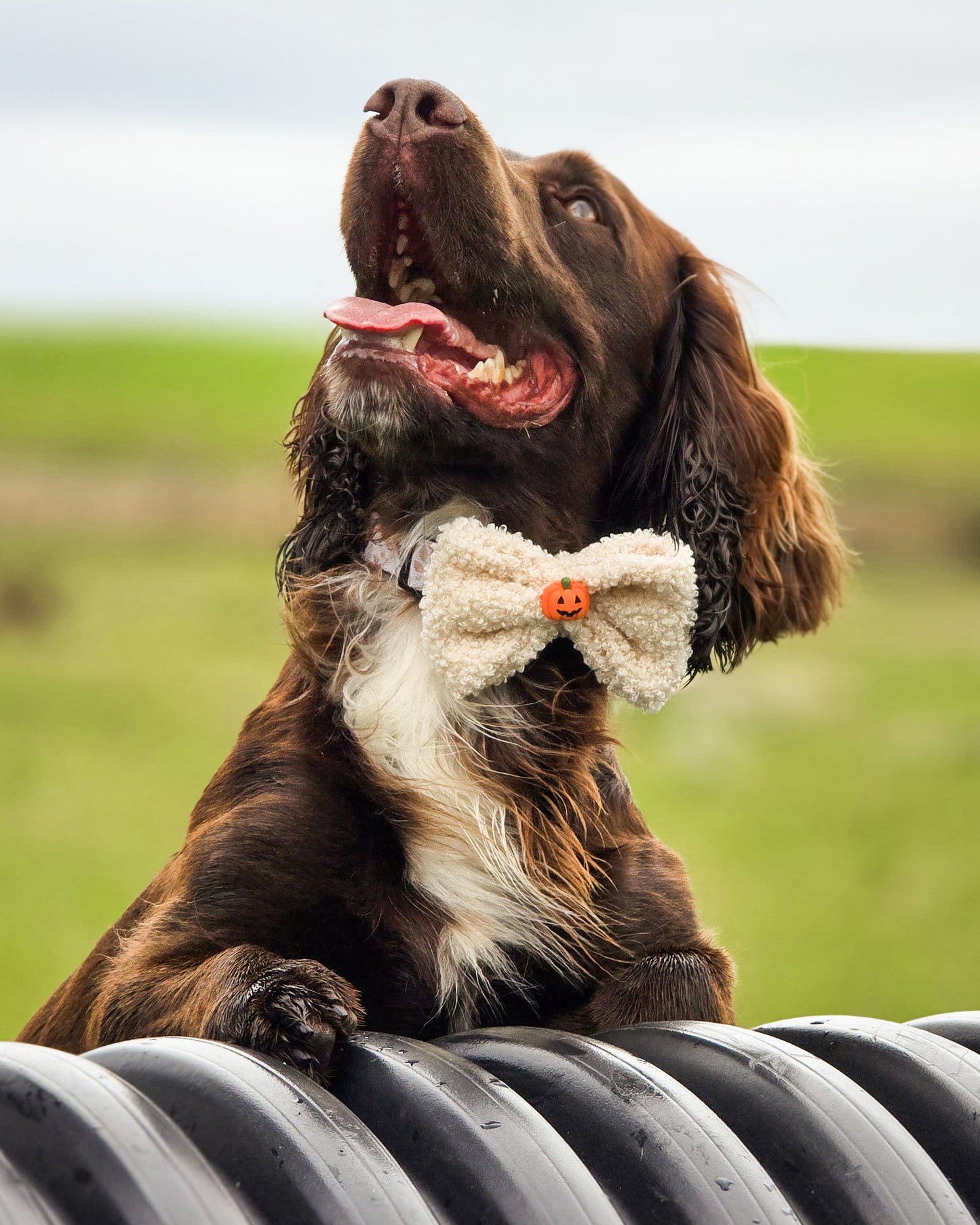 Bown cocker spaniel dog wearing a fluffy bow tie sitting on a metal pipe with a grassy field in the background.