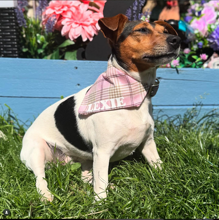 Check Me Out Pink Bandana