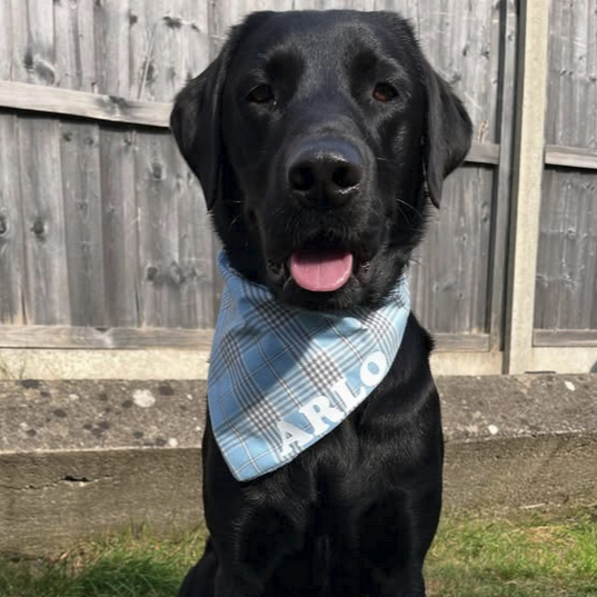 Check Me Out Blue Bandana