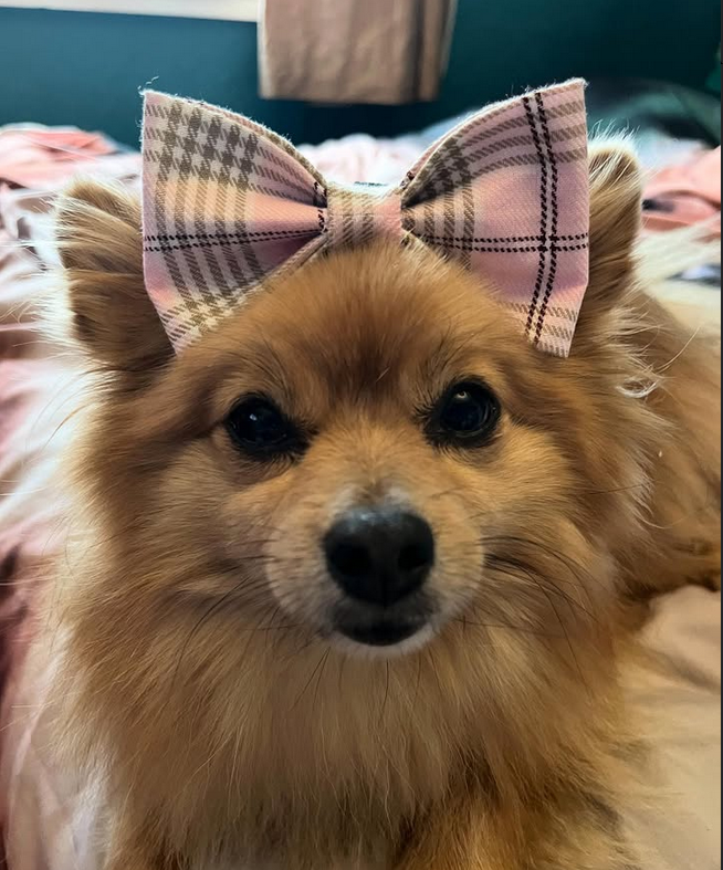 Check Me Out Pink Bow Tie