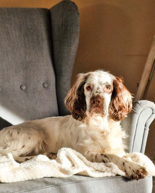 The Art of Slow Living: Elevating Your Sunday Routine with Your Pet
