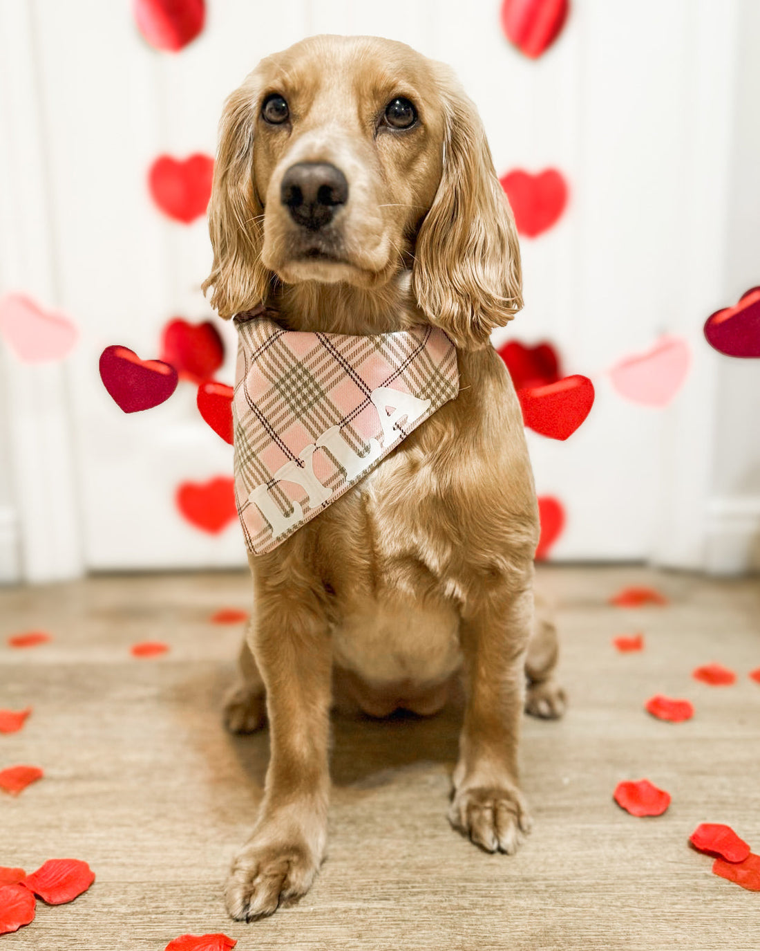 The Valentine’s Edit: A Love Letter to Our Greatest Companions