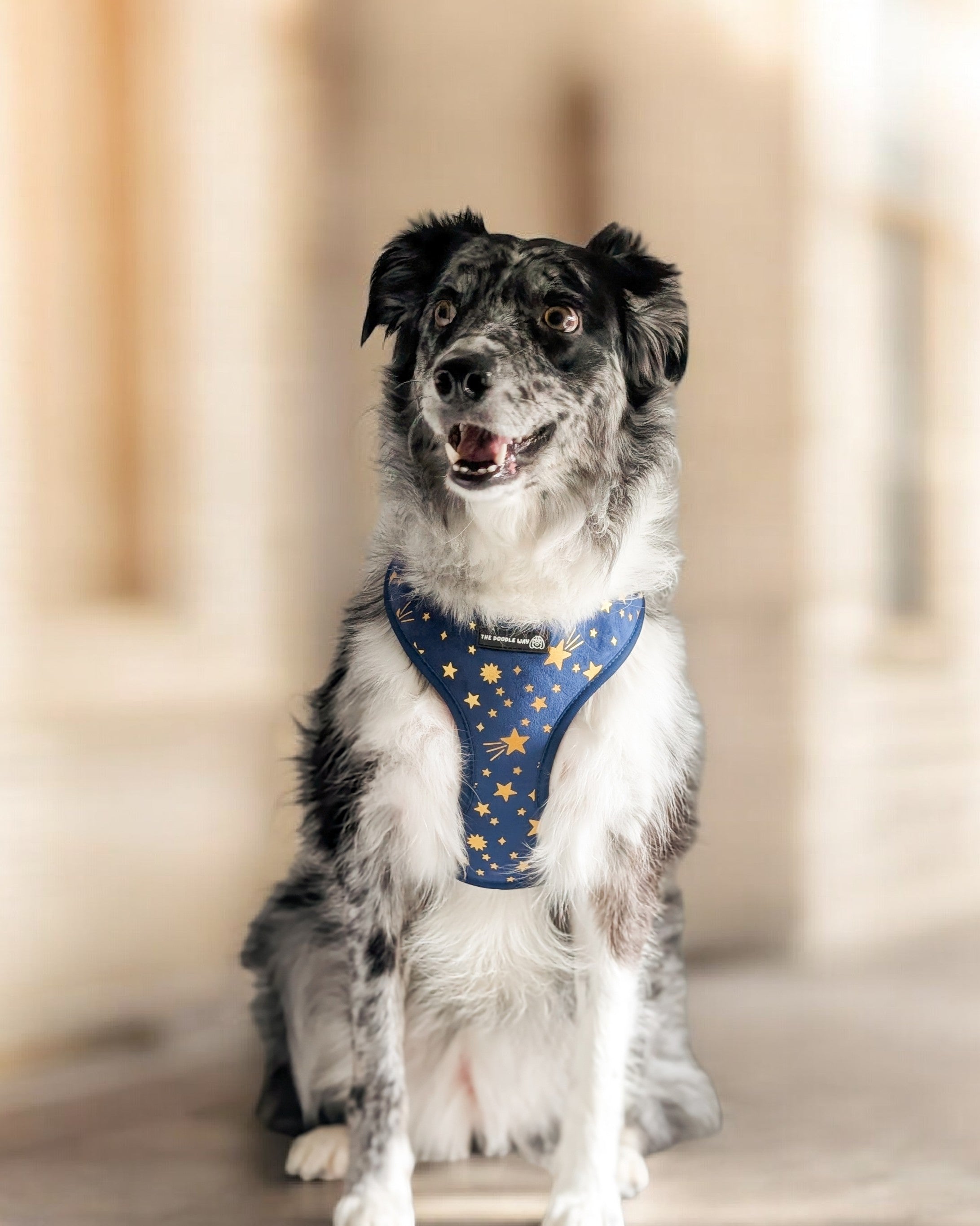 Border Collie wearing Wish Upon A Paw Harness from Canine Walkwear collection. 