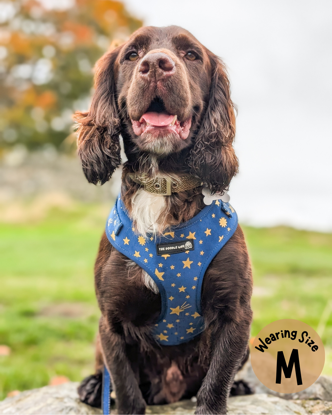 Wish Upon A Paw Adjustable Harness