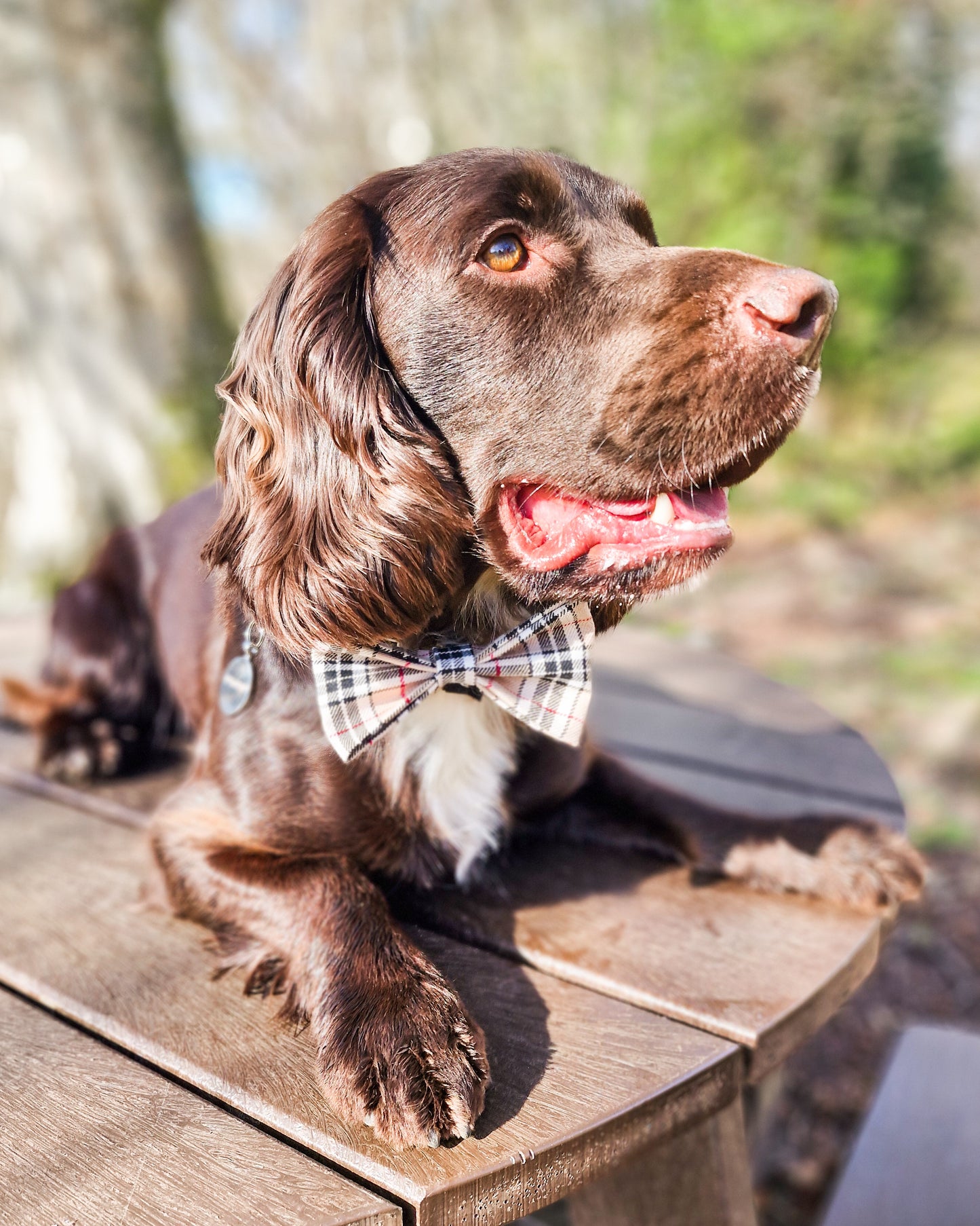 Check Me Out Luxe Bow Tie