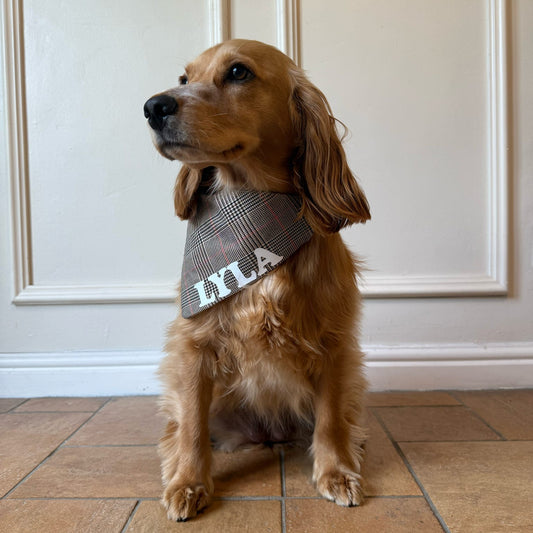 Dog wearing a personalised checkered bandana with text, sitting on a tiled floor against a white paneled wall.