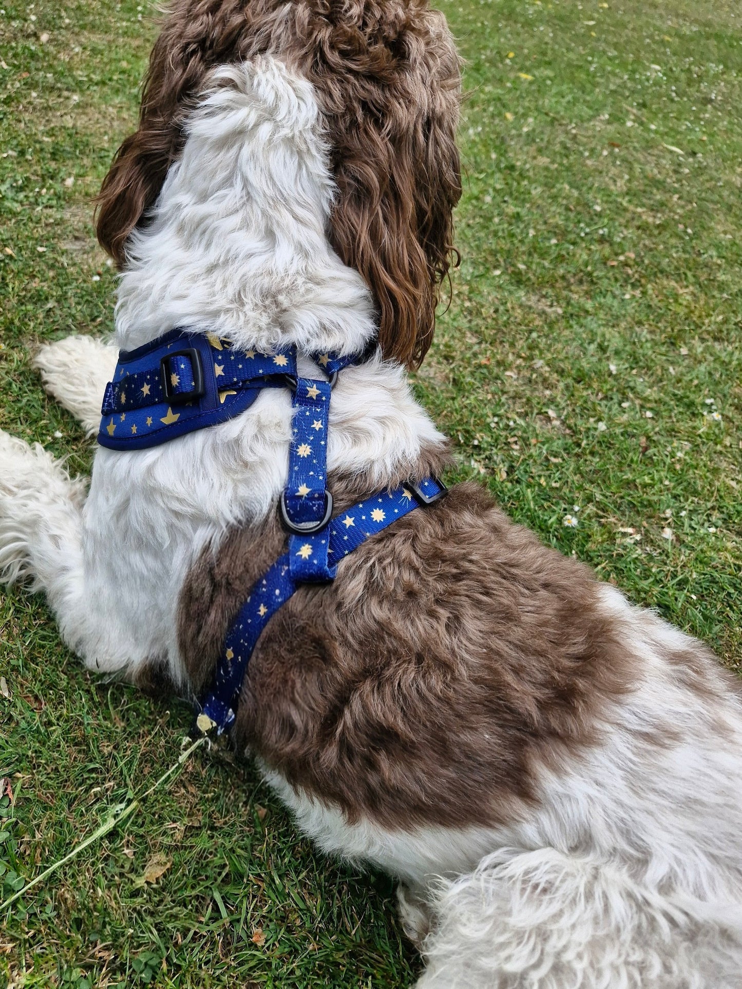 Wish Upon A Paw Adjustable Harness