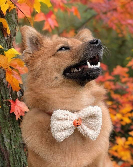 A fluffy dog wearing a halloween bow tie with autumn leaves in the background.