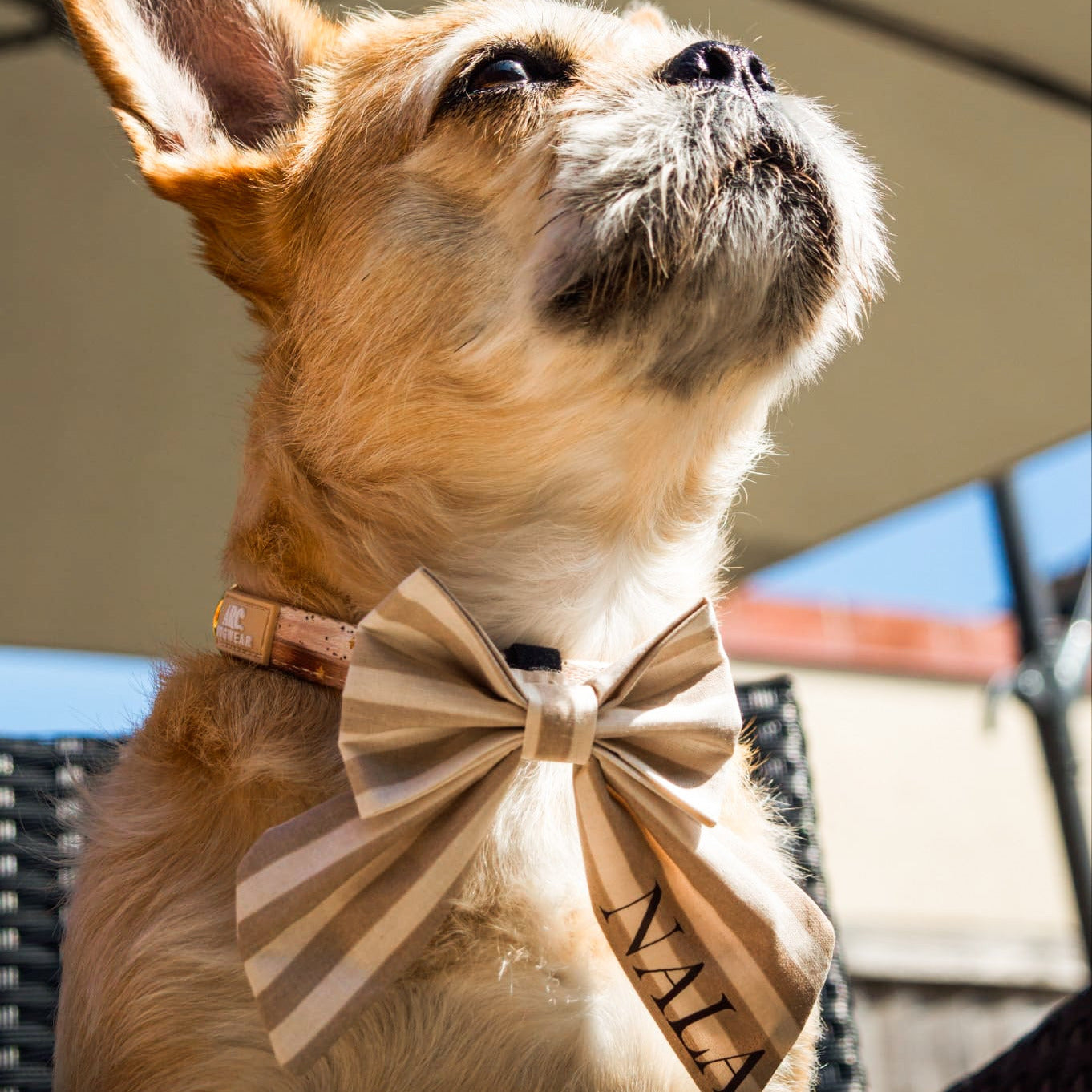 Cheltenham Sailor Bow