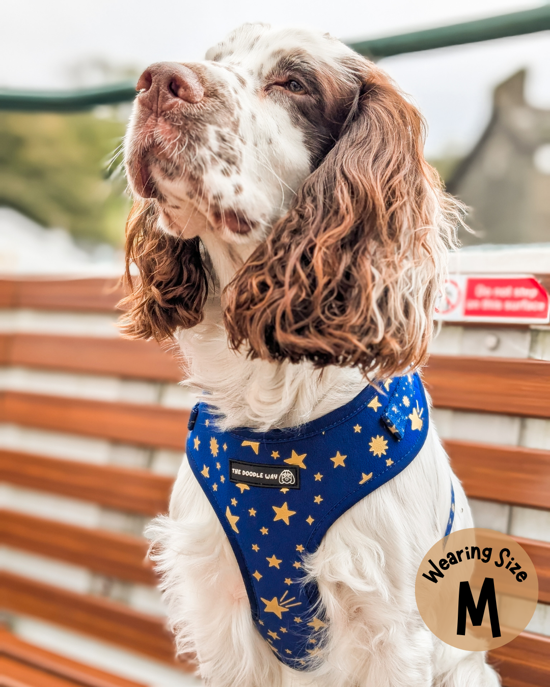 Wish Upon A Paw Adjustable Harness