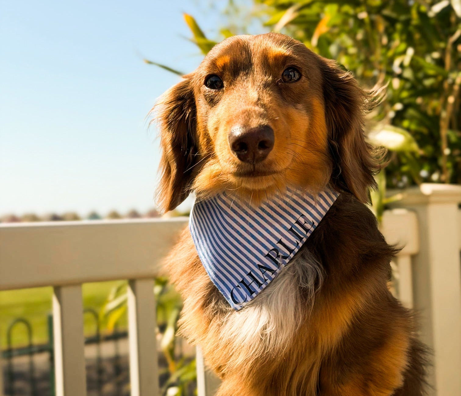 Brighton Bandana in small on long haired dachshund