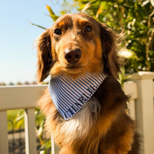 Brighton Bandana