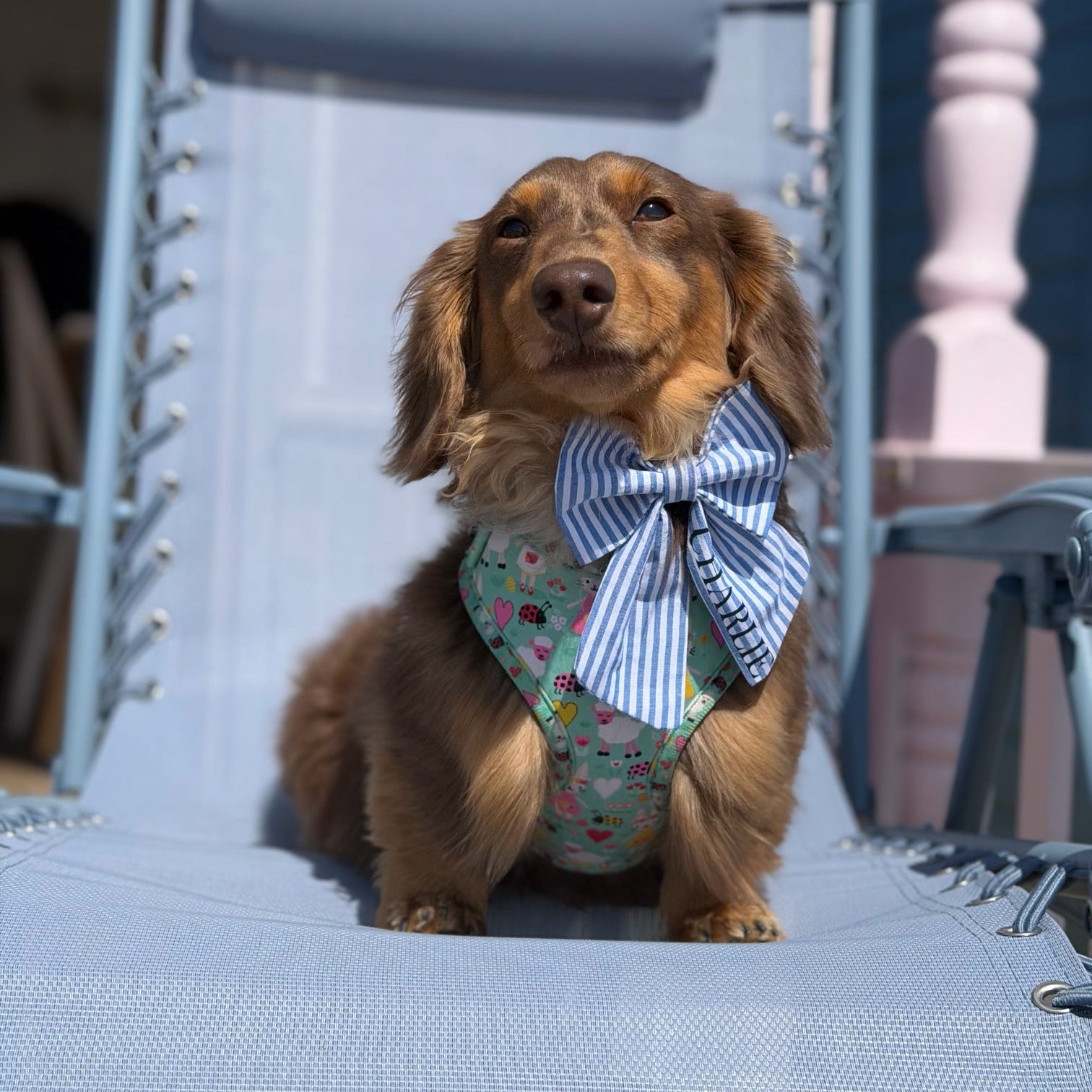 Brighton Sailor Bow in Small on long haired dachshund