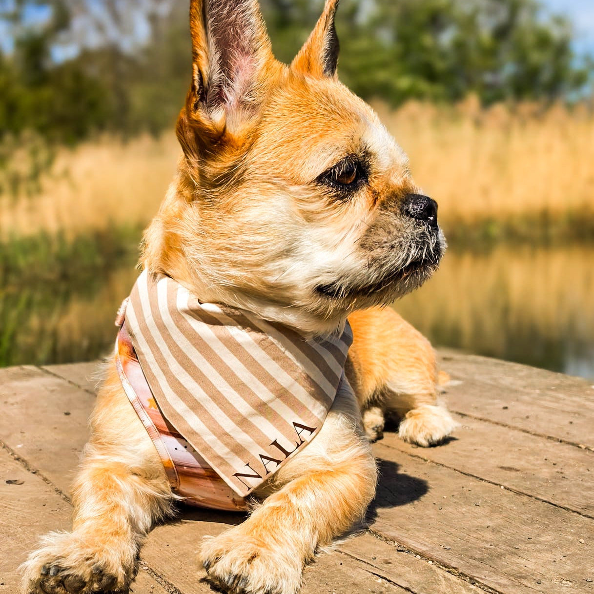 Cheltenham Bandana in size Small on French Bulldog