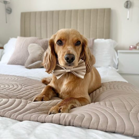 Cheltenham Bow Tie in Large on show cocker spaniel
