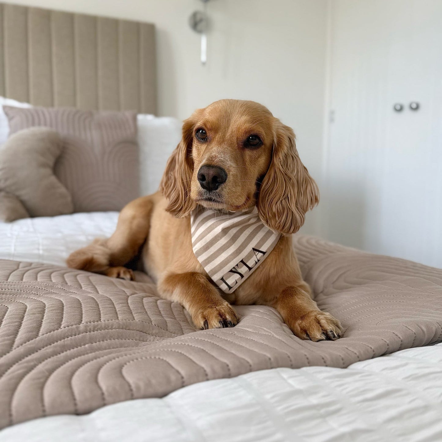 Cheltenham Personalised Bandana on blonde cocker spaniel 