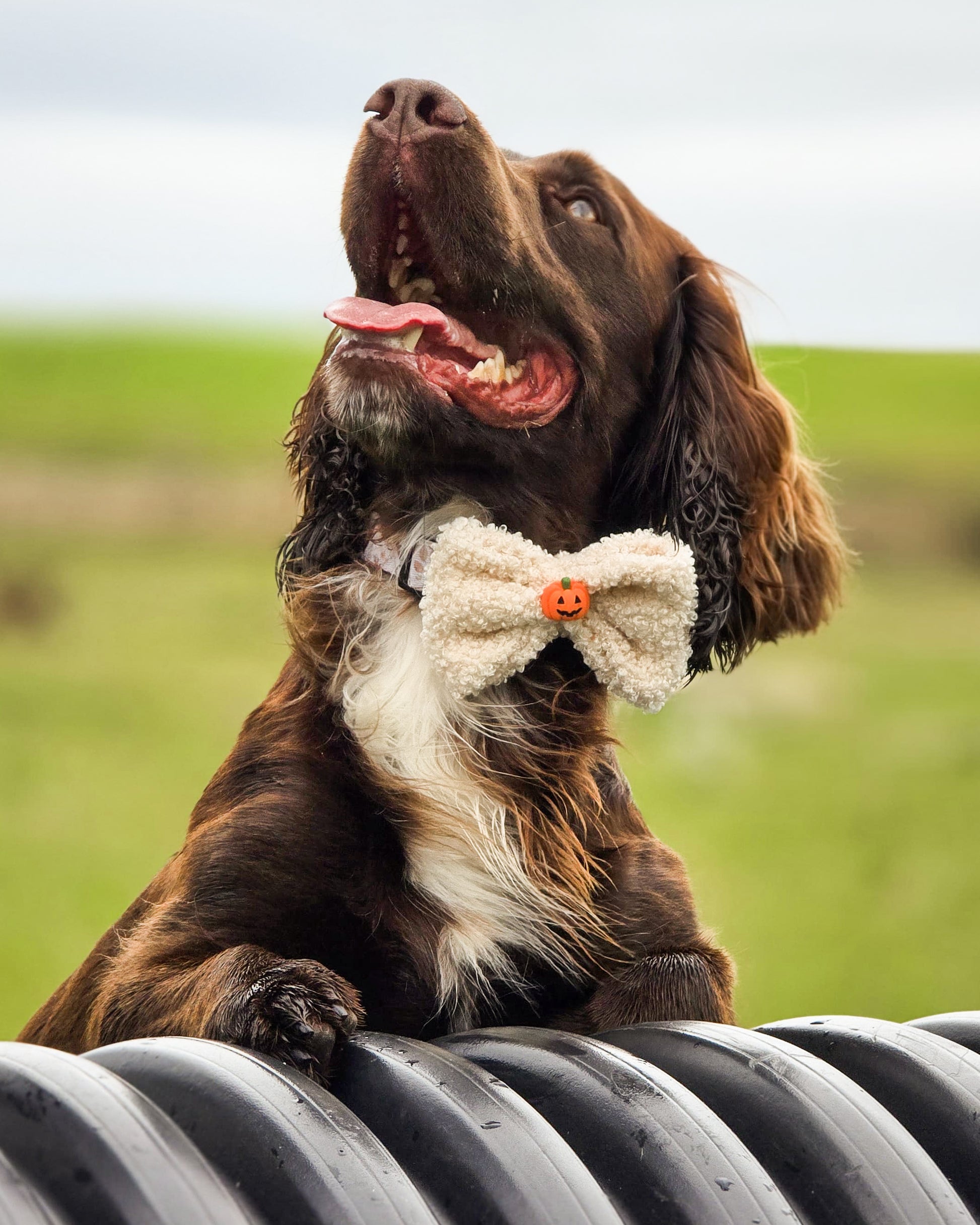 Bown cocker spaniel dog wearing a fluffy bow tie sitting on a metal pipe with a grassy field in the background.