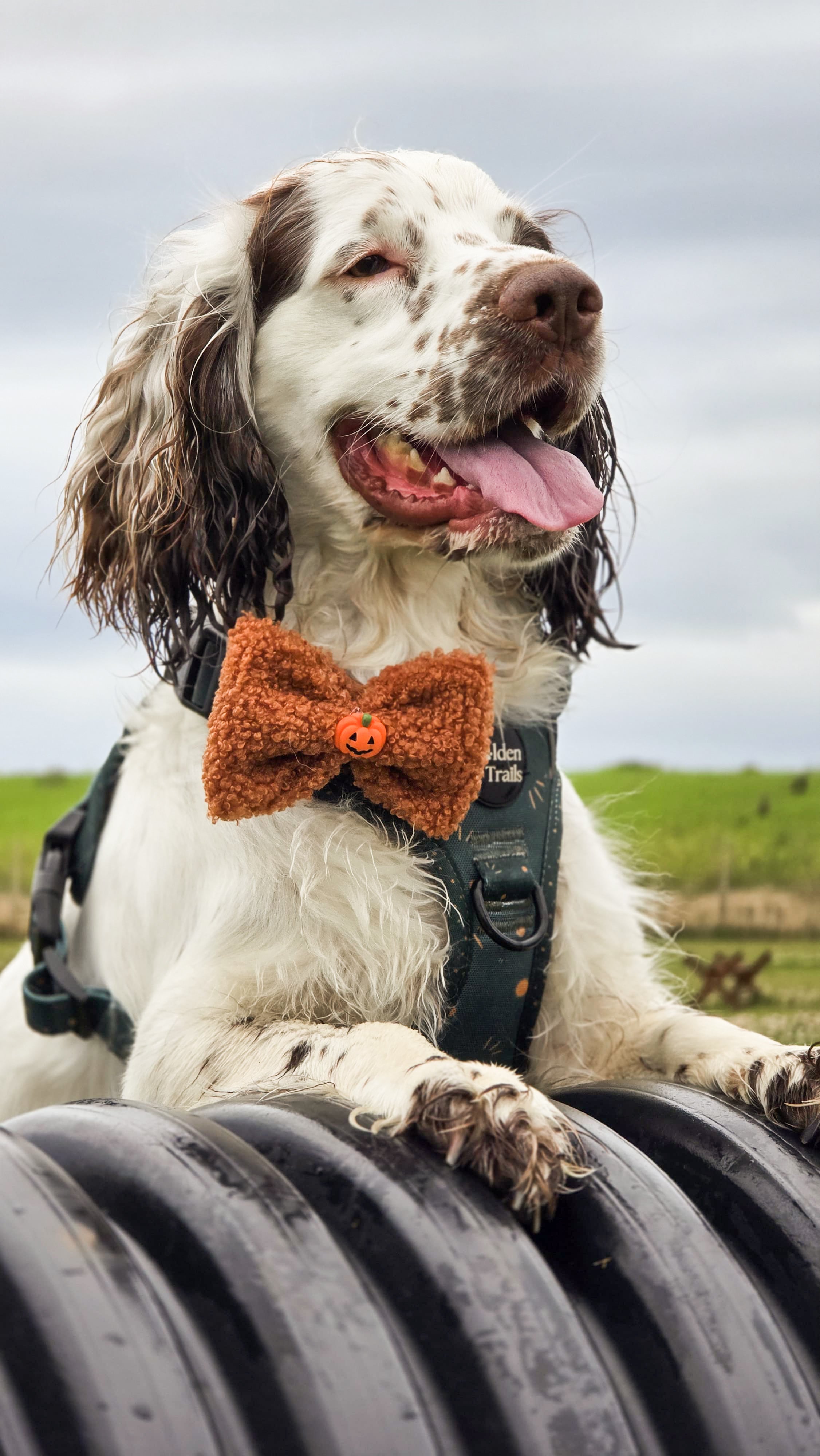 A cocker spaniel dog wearing a halloween bow tie sitting on hunting blinds with a field background