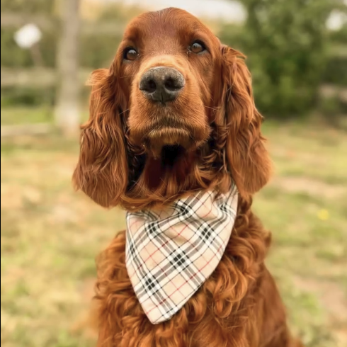 Check Me Out Luxe Bandana