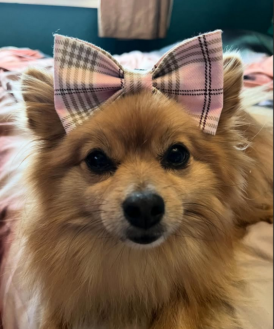 Check Me Out Pink Bow Tie